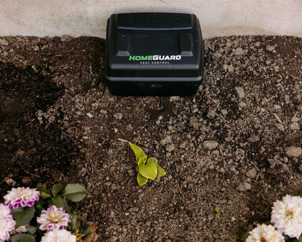 Locked HomeGuard rodent bait station set along a home foundation