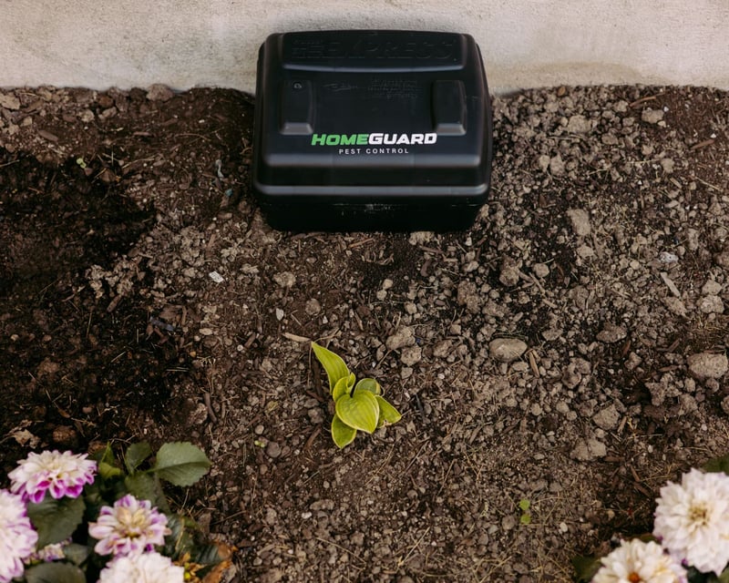 Locked HomeGuard rodent bait station set along a home foundation